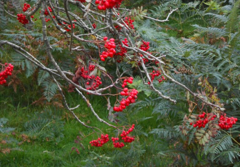 32-ROWAN-BERRY-scaled.jpg