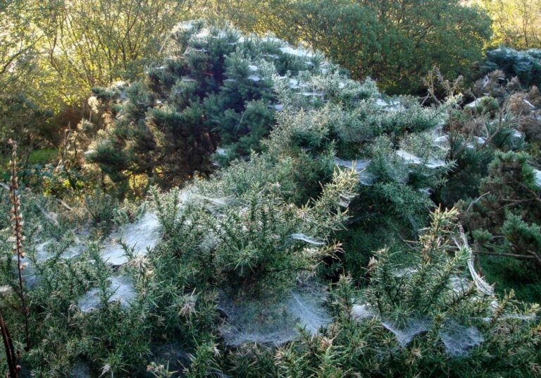 95-GORSE-WEB-scaled.jpg