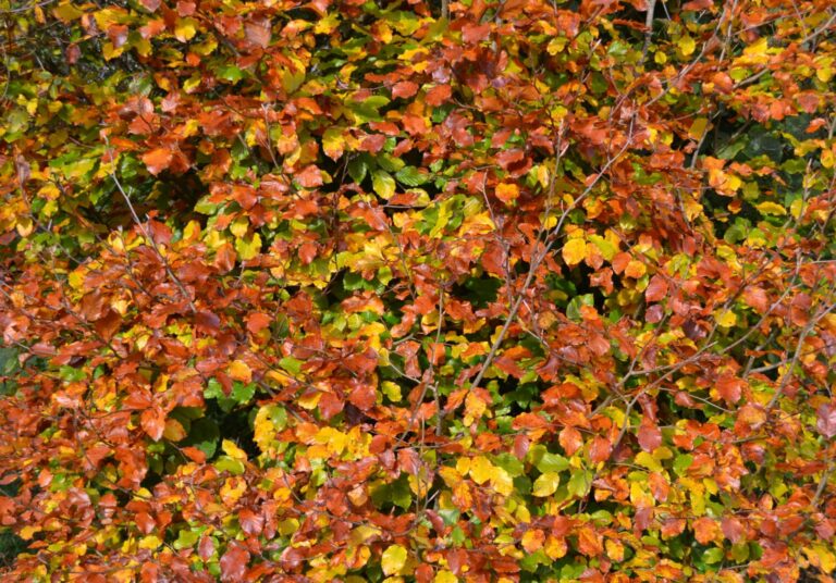96-AUTUMN-LEAVES-scaled.jpg