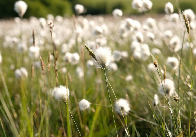 98-COTTON-GRASS-1-scaled.jpg