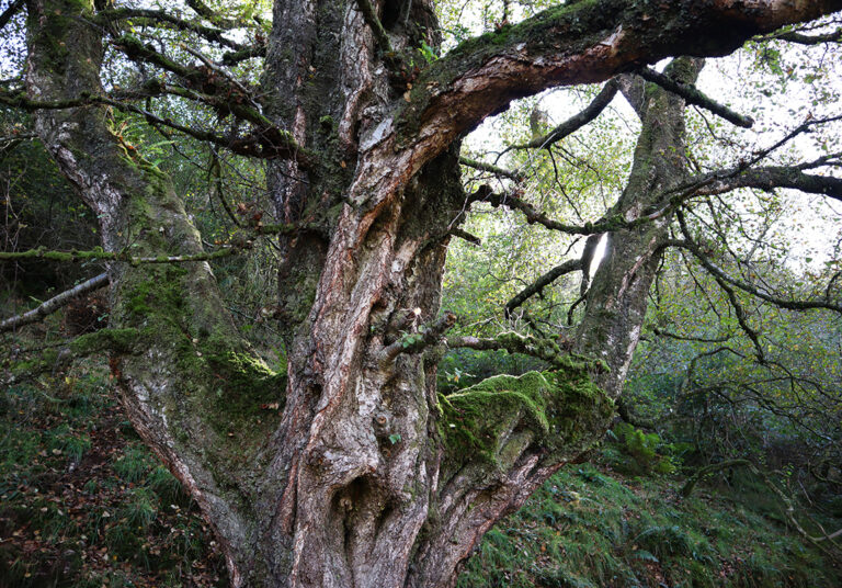 Old-Thorn