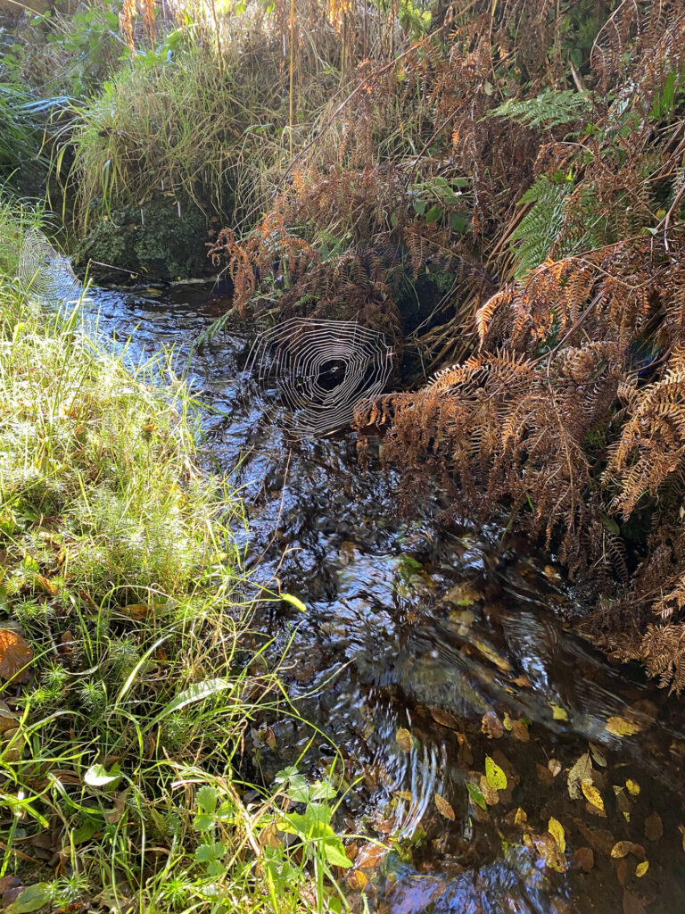 Wildstream